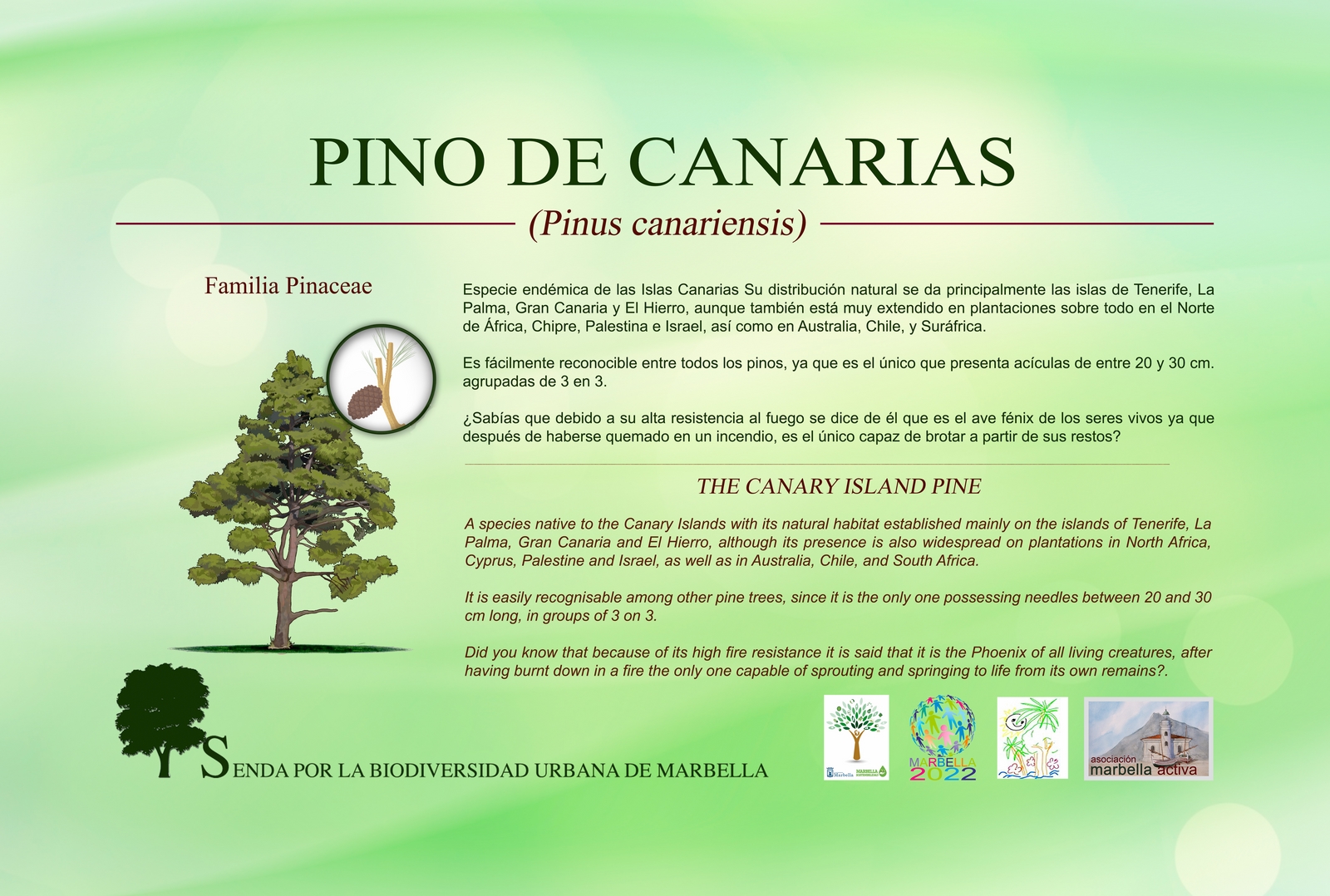 pino-de-canarias-low