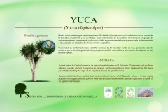 1.1-yuca-low