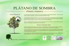 1.2-platano-de-sombra-low