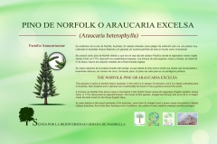 1.3-pino-de-norkfold-low