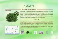 15-CARTELES-arboles-40-x-25-cm-marbella