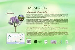 18-CARTELES-arboles-40-x-25-cm-marbella