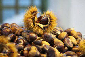 1394912_535976063158494_531938497_n