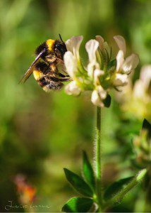 Abeja en Juanar