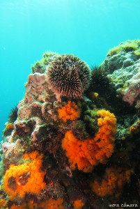 Ecosistema marino típico los fondos rocosos marbellíes. 