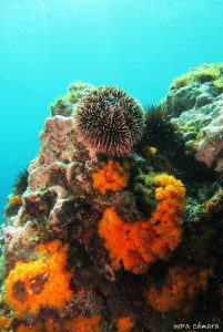 Ecosistema marino típico los fondos rocosos marbellíes. 