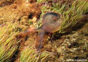 Curiosa imagen donde observamos a una medusa que ha quedado atrapada por los tentáculos de sus primas, las anémonas. Ambas especies son cnidarios y presentan tentáculos cargados de células urticantes o cnidocitos.