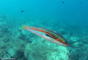 Sobre la roca pululan inquietas las julias y castañuelas, dando un toque de color y vida en las inmediaciones rocosas más superficiales. Estos peces se denominan bentónicos, ya que viven en continua relación con el lecho marino.