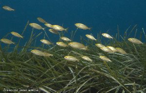 La Hierba de Poseidón, o también Posidonia oceanica, forma extensas praderas que acumulan mucha riqueza y variedad en especies marinas.