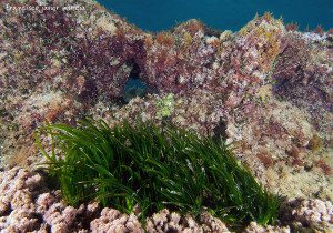 Ejemplo de fondo mixto donde una pradera de Posidonia oceanica, convive en el parche de arena que queda sobre la roca.